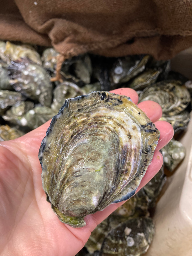 Fresh Oysters in Williamstown Oyster for Sale Gem Pier Seafood