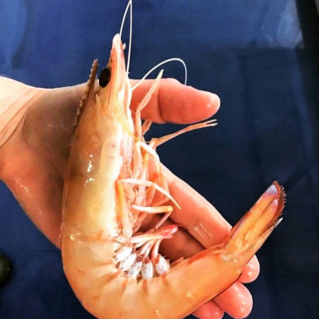 Jumbo prawns shop