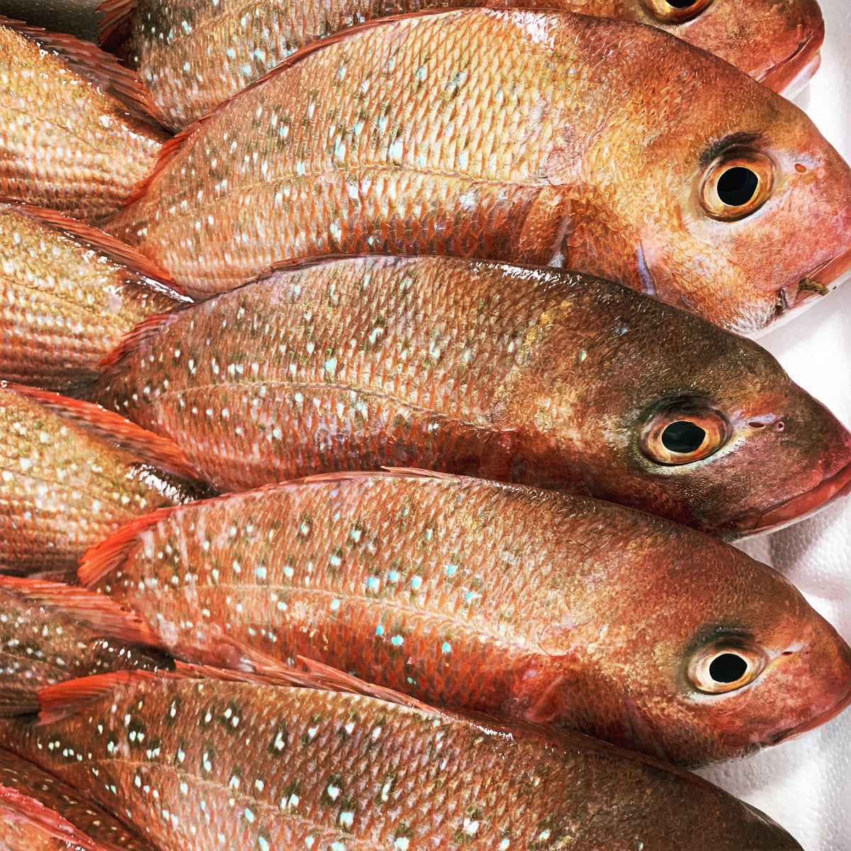 Snapper - Whole Fish – Gem Pier Seafood